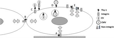 Thy-1 as an Integrator of Diverse Extracellular Signals